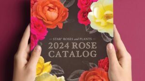 Star Roses and Plants Reveals Its 2024 Rose Catalog