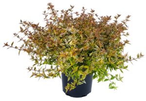 Abelia 'Suntastic Peach' (PlantHaven)