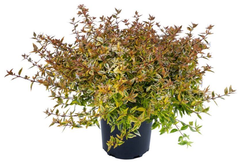 Abelia 'Suntastic Peach' (PlantHaven)