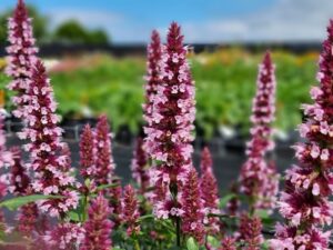 Agastache 'Beelicious Pink' (Kientzler)