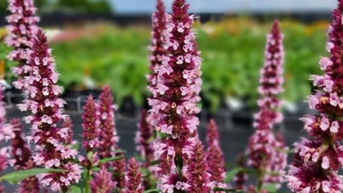 Kientzler Innovaplant Expands Stock Production into Guatemala