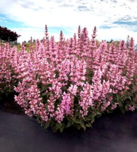 Agastache ‘Pink Pearl’ (ThinkPlants/Terra Nova Nurseries)