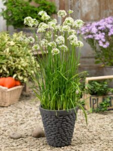 Allium 'Autumn Bee Attraction' (Prudac)