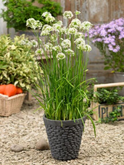 Allium Autumn Bee Attraction (Prudac)