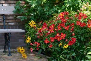 Alstroemeria 'Summer Paradise Summer Heat' (HilverdaFlorist)