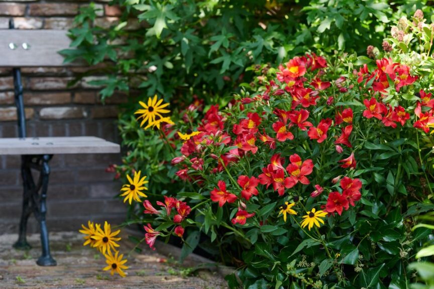 Alstroemeria 'Summer Paradise Summer Heat' (HilverdaFlorist)