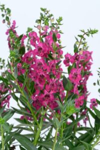 Angelonia 'Alonia Big Cherry' (Danziger)