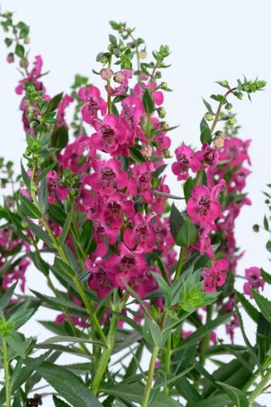Angelonia 'Alonia Big Cherry' (Danziger)