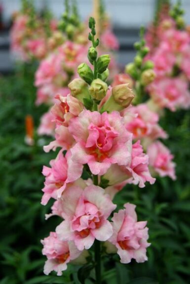 Antirrhinum (Snapdragon) 'DoubleShot Appleblossom' (Hem Genetics)