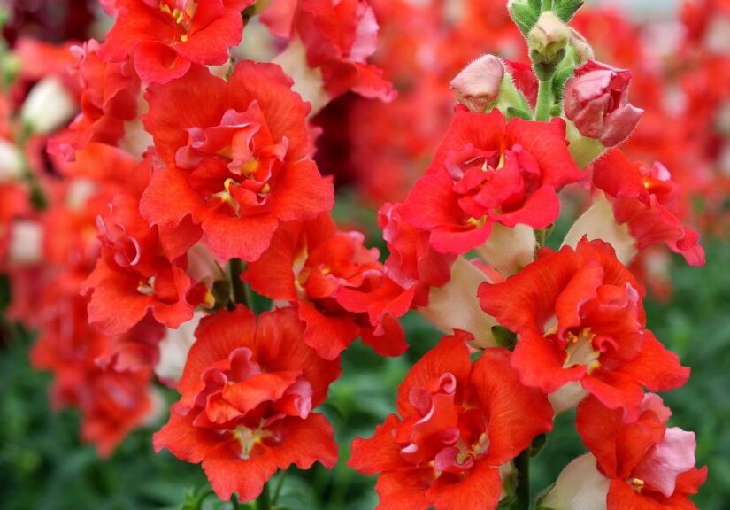 Antirrhinum (Snapdragon) 'DoubleShot Orange Bicolor' (Hem Genetics)