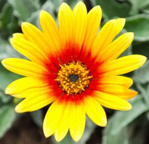 Arctotis Majec 'Yellow/Red' (Green Fuse Botanicals)