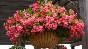 Opportunities with Begonias From Trial Garden to Retail