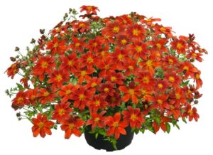 Bidens 'Fire Dance' (Kientzler)