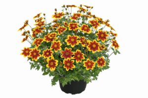 Bidens 'Royal Brocade' (Kientzler)