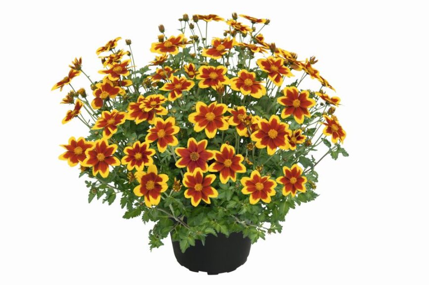 Bidens 'Royal Brocade' (Kientzler)