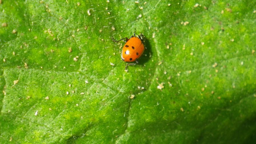 Biocontrol agents in greenhouse vegetables