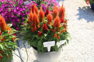 Bonfire (Hem Genetics)