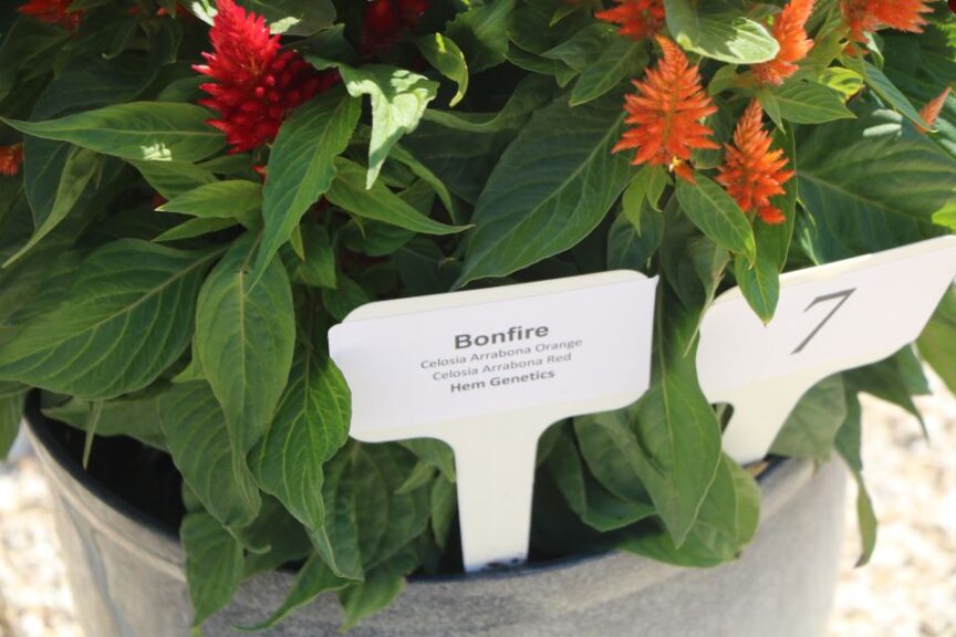 Bonfire (Hem Genetics)
