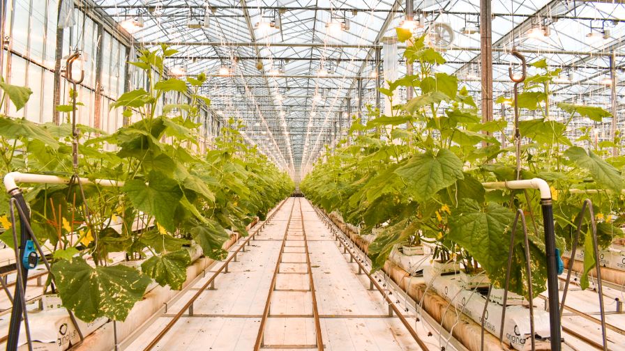 #5: The Largest Greenhouse Vegetable Growers in the U.S. in 2023
