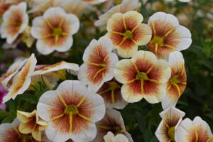 Calibrachoa 'Calitastic Cappuccino' (Westhoff)