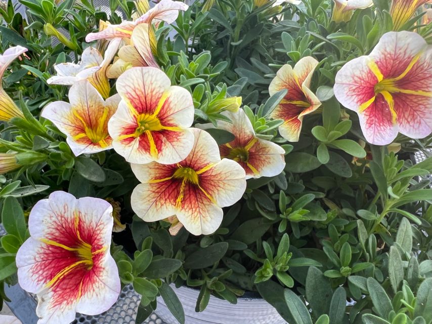 Calibrachoa Cappuchino (Westhoff)