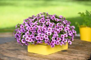 Calibrachoa 'Colibri Spark Purple' (Danziger)