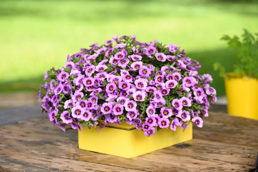 Calibrachoa 'Colibri Spark Purple' (Danziger)
