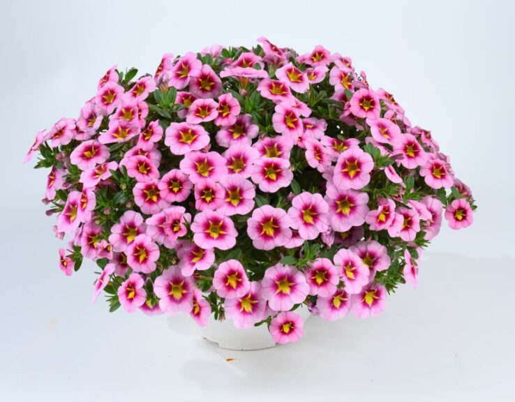 Calibrachoa 'Lia Spark Pink' (Danziger)