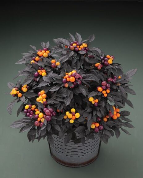 Capsicum 'Onyx Orange' (American Takii)