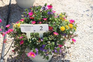 Combo Inspiration #1 (Ball FloraPlant)