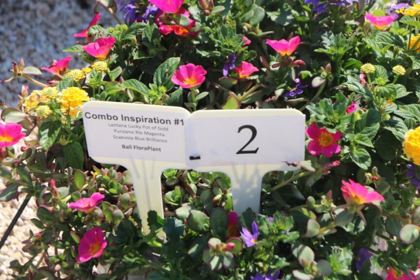 Combo Inspiration #1 (Ball FloraPlant)