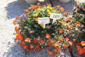 Combo Inspiration #18 (Ball FloraPlant)