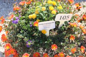 Combo Inspiration #18 (Ball FloraPlant)