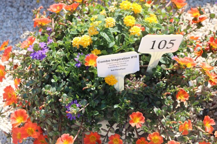 Combo Inspiration #18 (Ball FloraPlant)