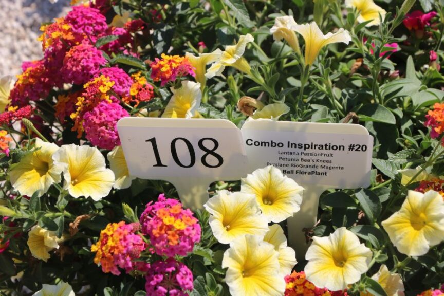 Combo Inspiration #20 (Ball FloraPlant)