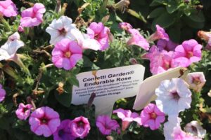 Confetti Garden Endurable Rose (Dümmen Orange)