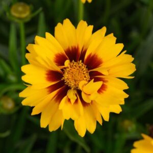 Coreopsis 'Solanna Sunset Bright' (ThinkPlants, Danziger)