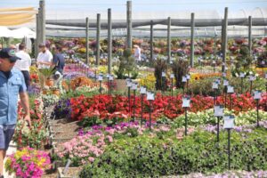 #4: Costa Farms 2023 Season Premiere Offers a Promising Glimpse of Future Favorites
