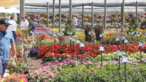 Costa Farms 2023 Season Premiere Offers a Promising Glimpse of Future Favorites