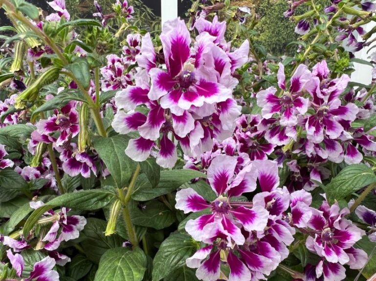 Cuphea 'Sweet Talk Lavender Splash' (Pan American Seed)
