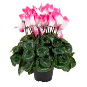 Cyclamen 'Super Serie Fusion Large Neon Pink' (Schoneveld)