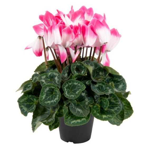 Cyclamen 'Super Serie Fusion Large Neon Pink' (Schoneveld)