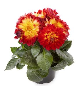 Dahlia 'LaBella Medio Fun Flame' (Beekenkamp)