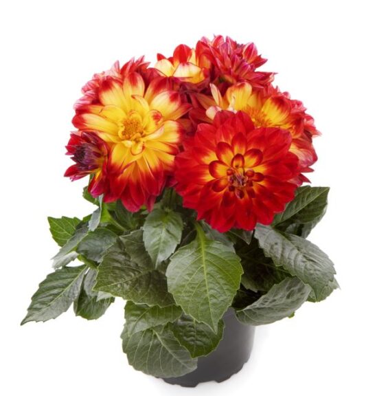 Dahlia 'LaBella Medio Fun Flame' (Beekenkamp)