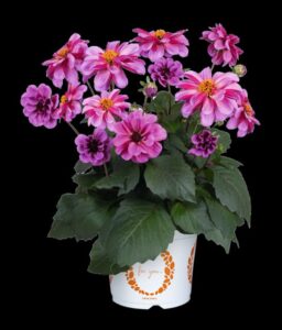 Dahlia 'Revelation Pink' (Dümmen Orange)