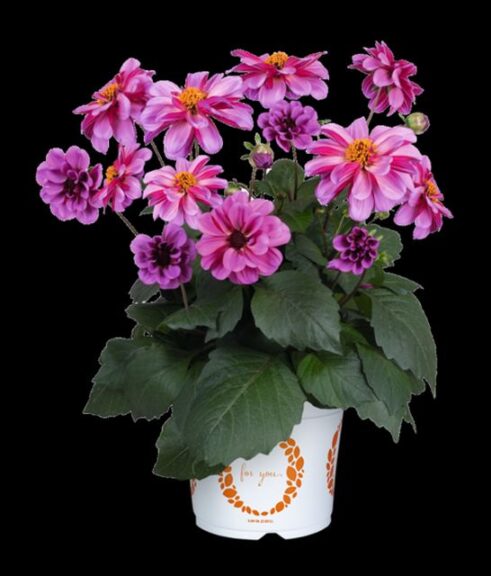 Dahlia 'Revelation Pink' (Dümmen Orange)