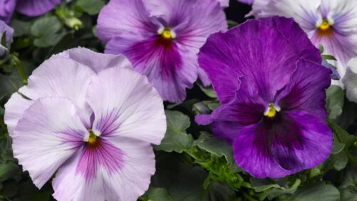 What To Know About the New Delta Pro Series from Syngenta Flowers