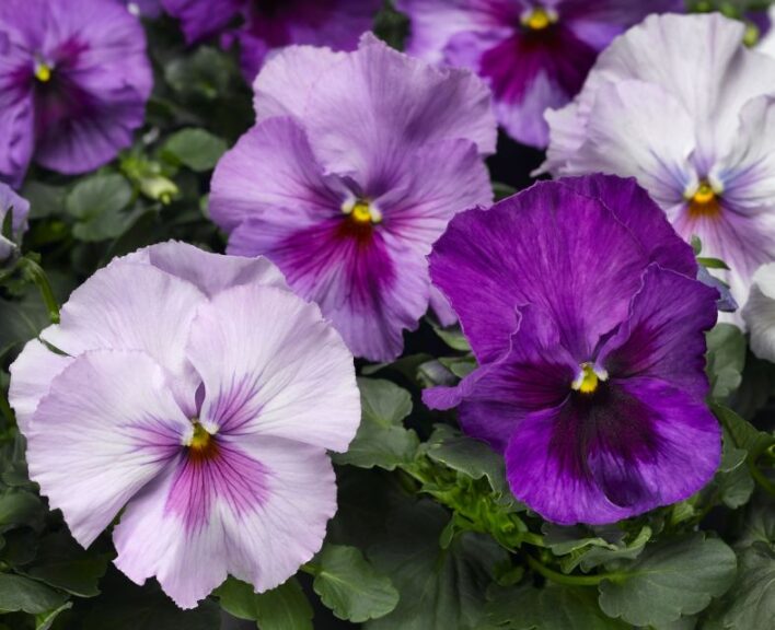 Delta Pro Pansy Series (Syngenta Flowers)