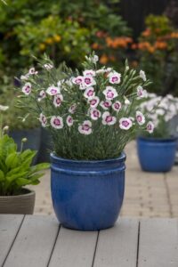 Dianthus 'American Pie Berry à la Mode' (PlantHaven)