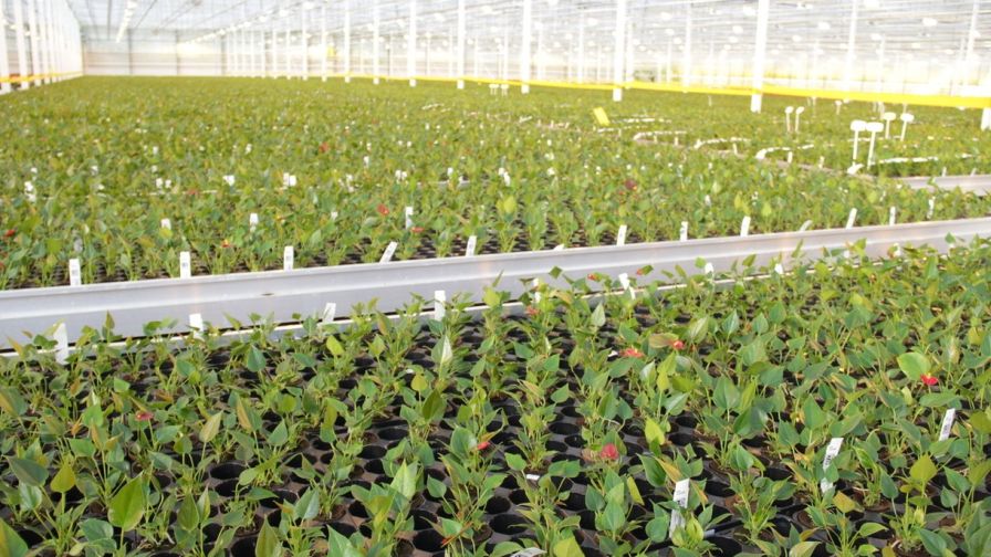 Dummen Anthurium HouwenPlant